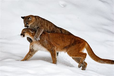 Mountain lion with her cub. Playing. by dffry - VIEWBUG.com