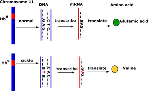 # 36 Gene mutation, sickle cell anaemia | Biology Notes for A level