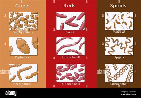 Coccobacilli Shape