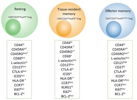 Memory B Cell Markers