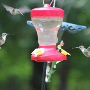 Attracting Hummingbirds - Birds and Blooms