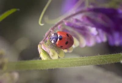 Deciphering Ladybug Dreams: Subconscious and Emotional Interpretations