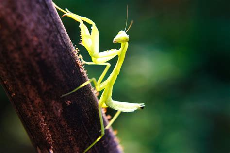 praying mantis | Better Kansas - Ideas for Living, Growing and Succeeding