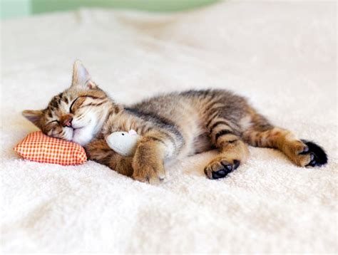 How Much Sleep Is Normal For Kittens? | BeChewy