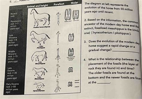 Solved: E. _Fossis Animal and height Forefoot Molar The diagram at left ...