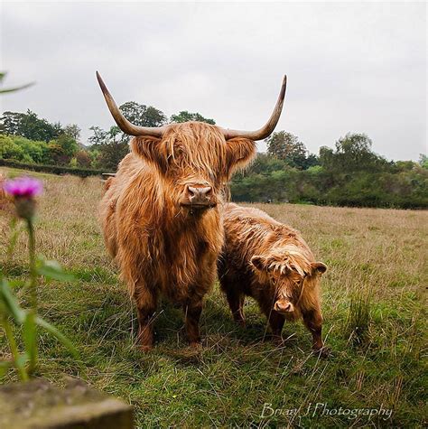 Coo family...Brian.J.Photography. Scottish Highland Cow, Highland Cattle, Scottish Highlands ...