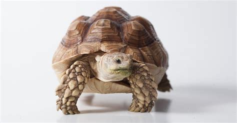 Sulcata Tortoise Pictures - AZ Animals