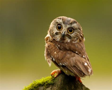 🔥 [40+] Baby Owl Wallpapers | WallpaperSafari