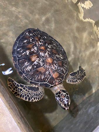 Turtle Hatchery Hikkaduwa - 2020 What to Know Before You Go (with Photos) - TripAdvisor