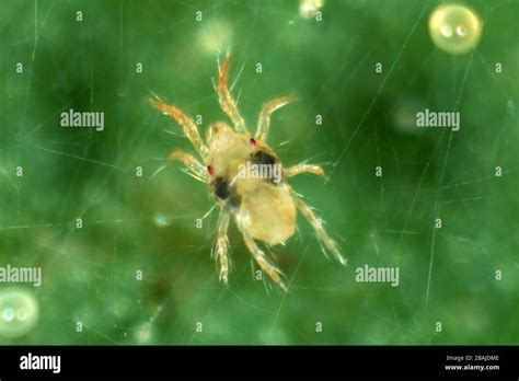 Adult female two spotted or red spider mite (Tetranychus urticae) on a leaf, Devon, September ...