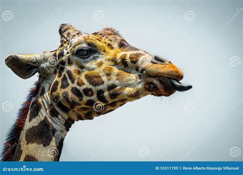 Giraffe Showing Its Tongue Closeup Royalty Free Stock Images - Image: 33311799