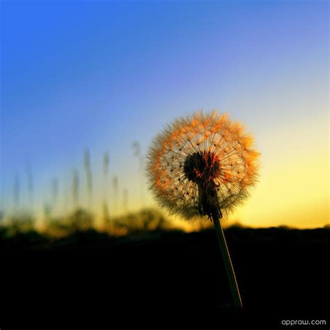 Sunset Dandelion Wallpaper download - Dandelion HD Wallpaper - Appraw