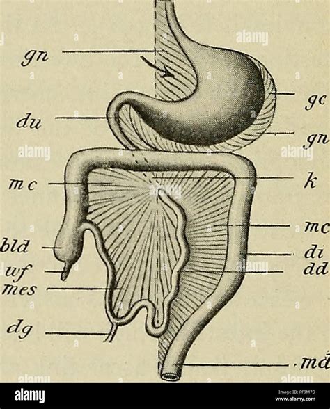 . The development of the human body : a manual of human embryology ...