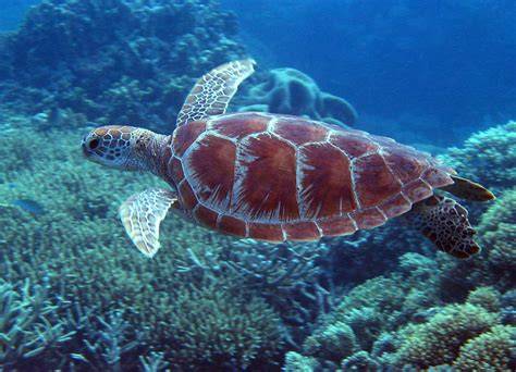 Green Sea Turtle | Coral Sea, Great Barrier Reef, Australia | Stuart ...