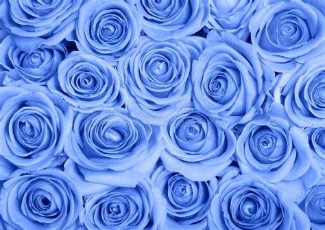 Blue roses stock photo. Image of bunch, petal, flowers - 137327054