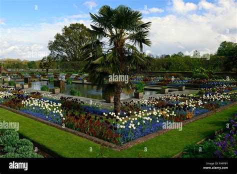 Kensington Palace Gardens sunken garden spring flowers tulips ersyimum ...