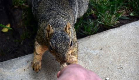 Feeding The Squirrel Free Stock Photo - Public Domain Pictures