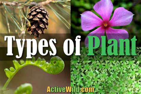 Different Types Of Plant: Every Major Group In The Plant Kingdom Plantae