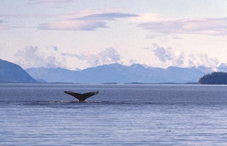 Whale Migration Patterns throughout Alaska | Alaska Shore Excursions