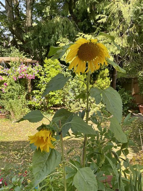 How Often To Water Sunflowers? [Watering Schedule]