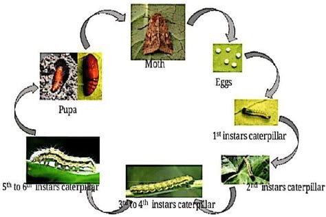 Life cycle of Helicoverpa armigera. | Download Scientific Diagram