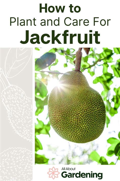 Jackfruit is one of the most well-known fruit trees globally because it bears the most prominent ...