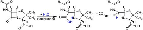 What is the Difference Between Penicillinase and Beta Lactamase | Compare the Difference Between ...