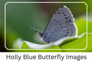 Holly Blue Butterfly: Identification, Facts, & Pictures