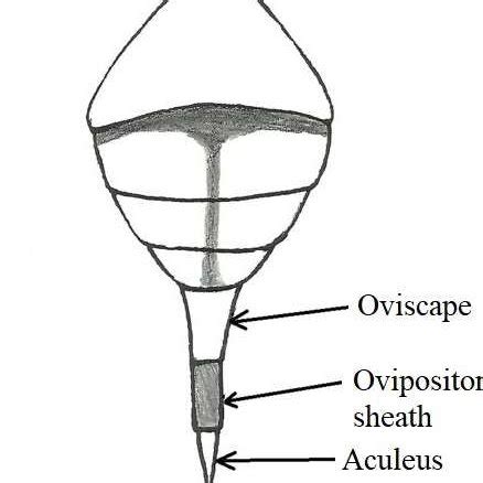 Sketch showing different segments of female ovipositor. | Download ...