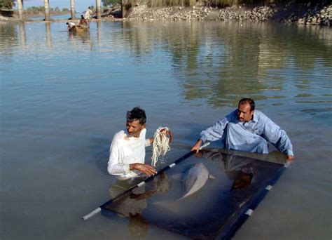 Rescuing the Blind Dolphin of Indus RiverPakistan Travel & Culture | Pakistan Travel & Culture ...