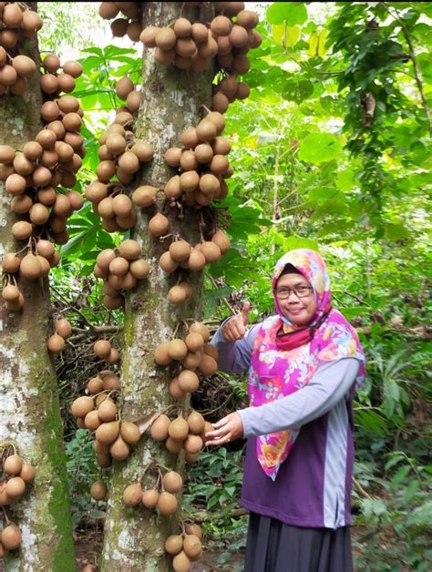 Gambar Tumbuhan Buah Kepel - Gambar Buahku