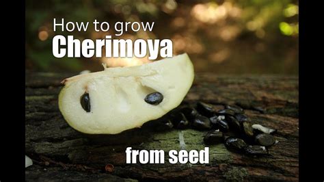 How to grow Cherimoya from seed. Part 1 | Cherimoya, Seeds, Growing