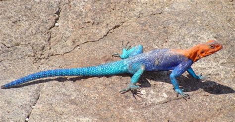 Rainbow Lizard: What's the Most Colorful Lizard in the World? - A-Z Animals