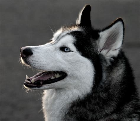 Siberian Husky | Popular Dog Breeds