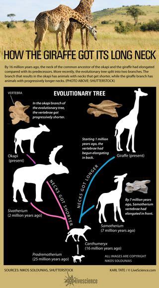 Here's How the Giraffe Got Its Long Neck (Infographic) | Live Science