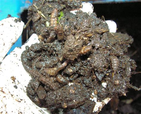 Black Soldier Fly Larvae - The Big Protein Surprise Hiding in the Compost | VegetableGardenHub.com