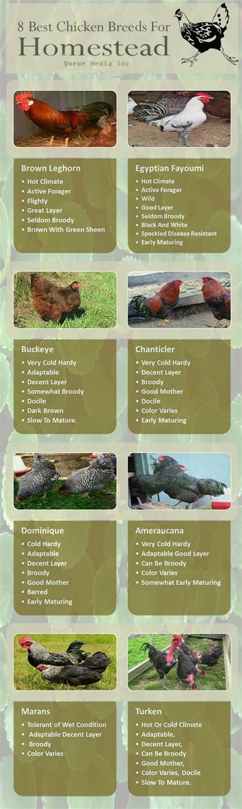 Garden and Farms: 8 Best Chicken Breeds for Homestead