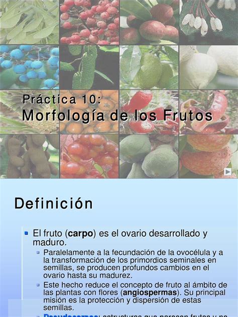 Clasificacion Frutos | Fruta | Morfología Vegetal | Prueba gratuita de 30 días | Scribd