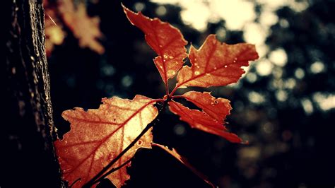 Autumn Oak Leaf - HD Wallpapers