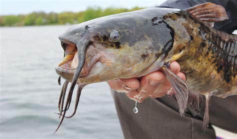 [Update] Can you eat bullhead fish? - Outdoor Discovery