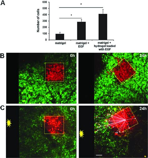 Device chemoattractant source induces cell migration along the EGF ...