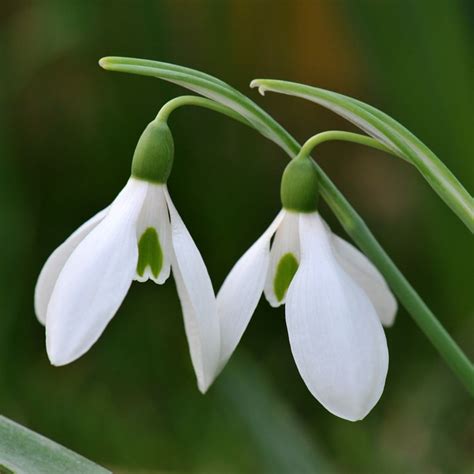 Buy snowdrop - in the green Galanthus nivalis - in the green: £14.99 Delivery by Crocus