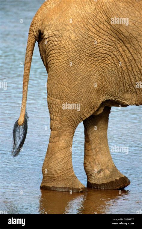 African elephant (Loxodonta africana) Elephant, elephants, mammals ...