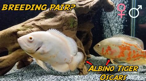 ALBINO TIGER Oscar BREEDING PAIR? How to tell! - YouTube