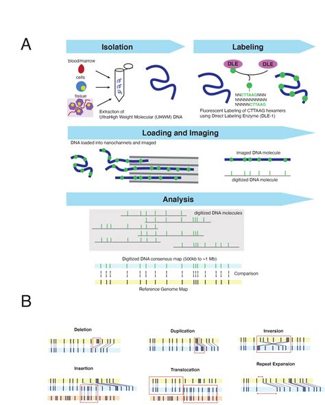 Optical Genome Mapping: A ‘Tool’… | College of American Pathologists