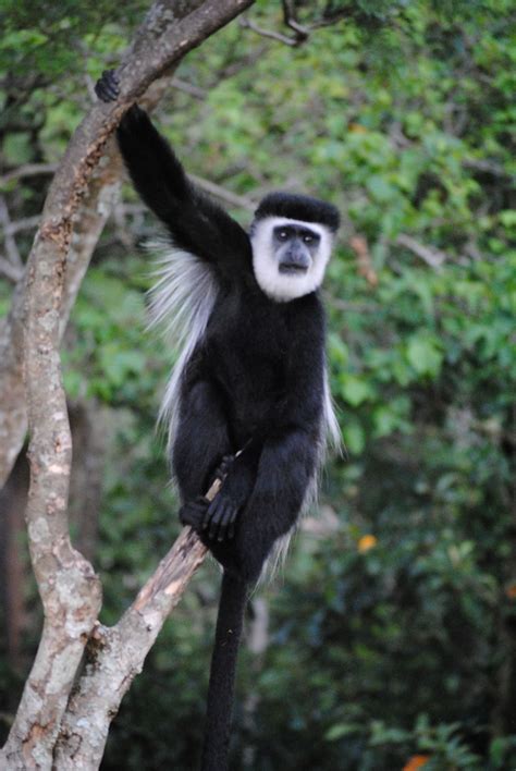 White Colobus Monkey Apes, Monkey, White, Jumpsuit, Monkeys, At Sign