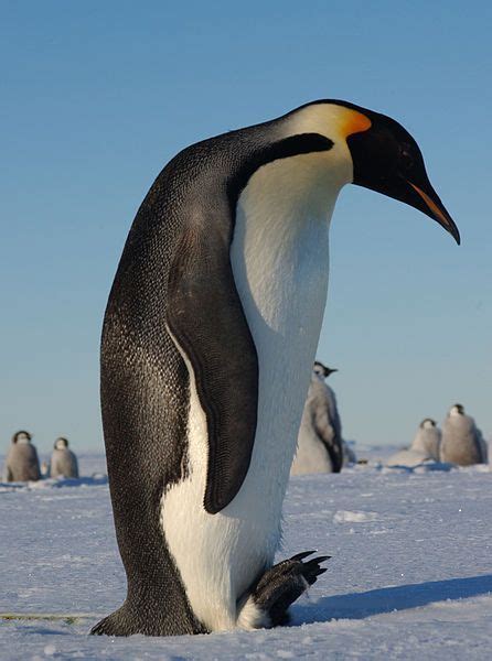 Related image | Penguins, Emperor penguin, Gentoo penguin