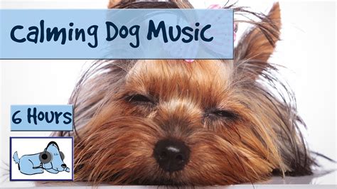 Over 6 HOURS of Calming Dog Music. For New Puppies with Separation ...