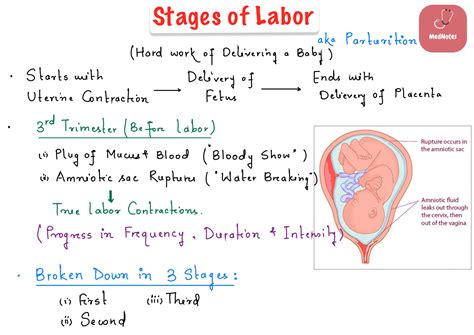 SOLUTION: Stages of labor embryology full notes - Studypool