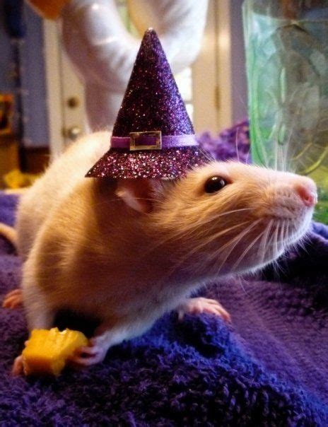 effyeahrats: Lola in her Halloween costume! AN OPEN LETTER TO MY RATS: Why the hell won’t *you ...